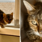 Bengal Cat Daisy Rejected for 15 Years