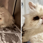 Persian Cat Begs for Help