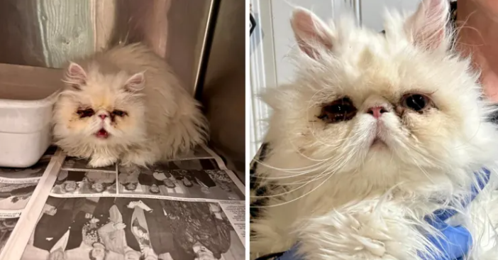 Persian Cat Begs for Help