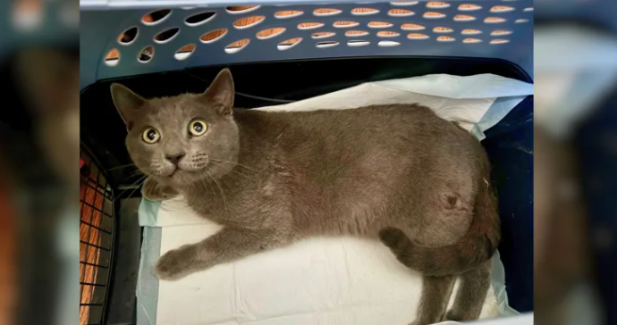 Paralyzed Cat Shot and Beaten Found Behind Church