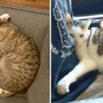 Brother Cats Abandoned