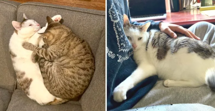 Brother Cats Abandoned