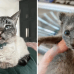 140 Tornado Cats Healing After Devastating EF3 Disaster 