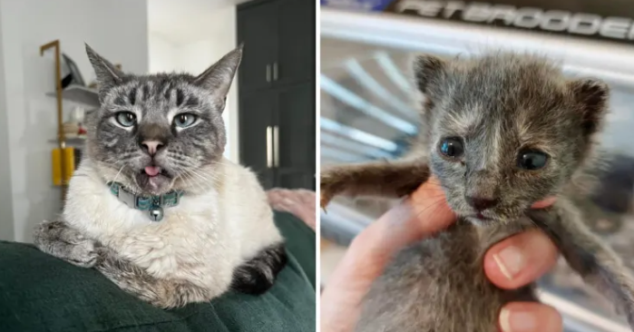140 Tornado Cats Healing After Devastating EF3 Disaster