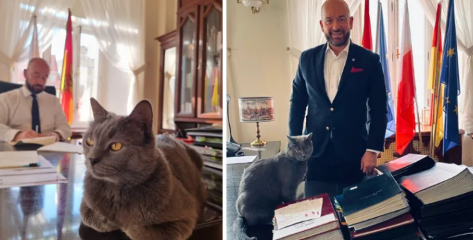Cat Found Abandoned at Bus Station Becomes Poland's Official Government Assistant