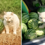 Guard Cat Pearl Rules Thai Watermelon Farm with Iron Paw 