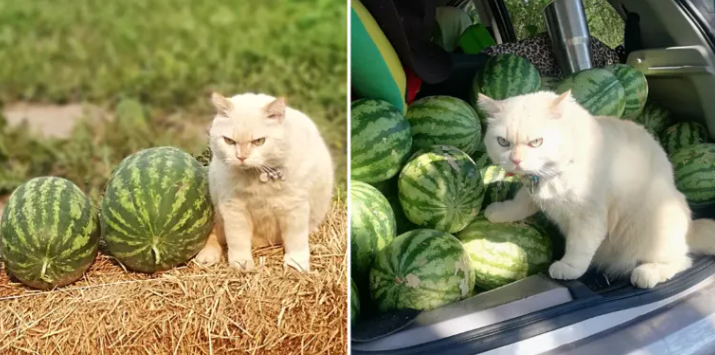 Guard Cat Pearl Rules Thai Watermelon Farm with Iron Paw