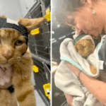 Beloved Liquor Store Cat Morris Survives Devastating Face Injury