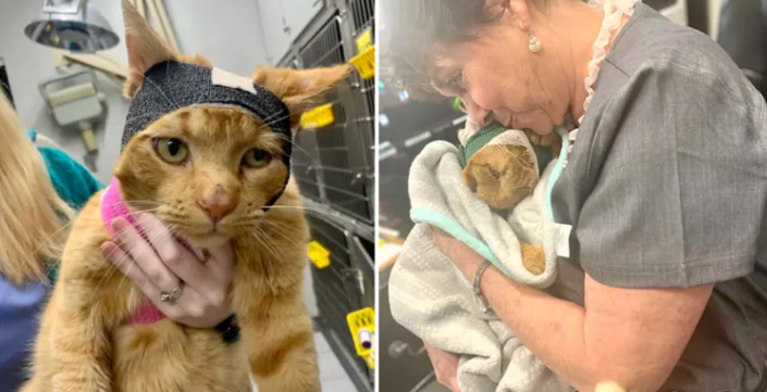 Beloved Liquor Store Cat Morris Survives Devastating Face Injury