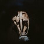 brown animal skull with black background