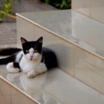a black and white cat laying on a ledge