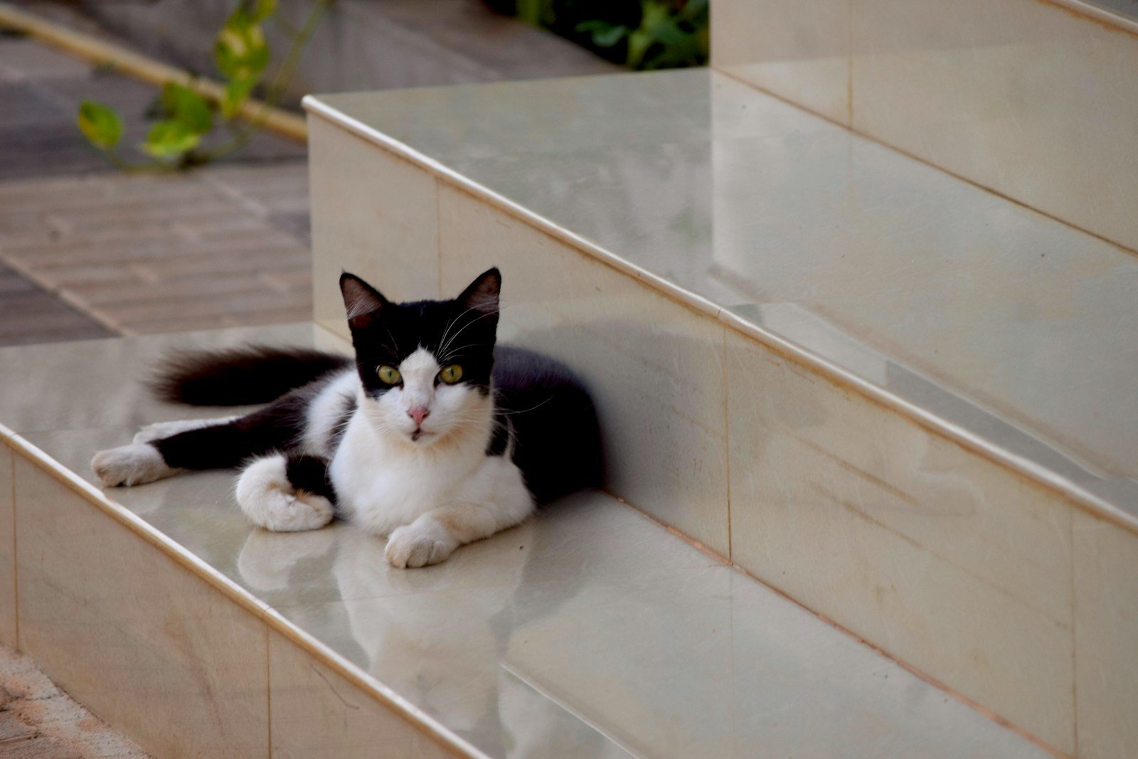 a black and white cat laying on a ledge