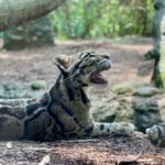 a tiger yawns in the woods with its mouth open