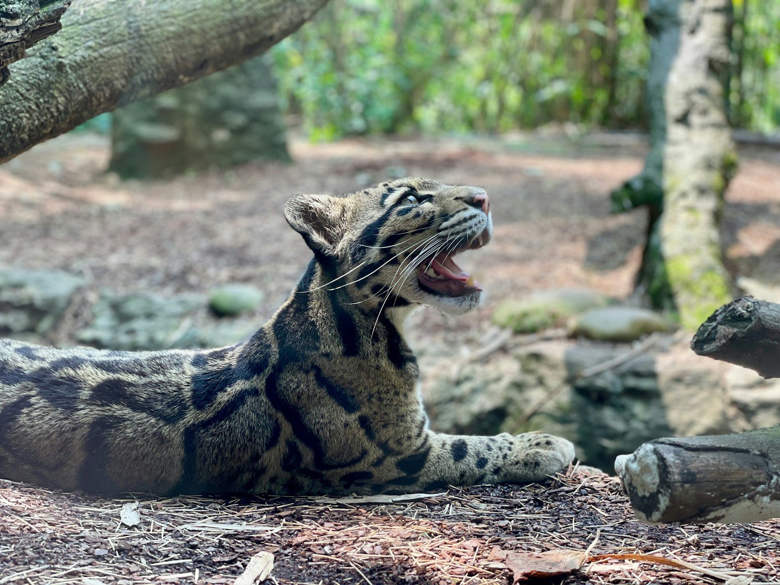 a tiger yawns in the woods with its mouth open