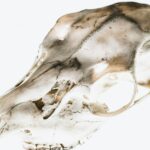 white animal skull
