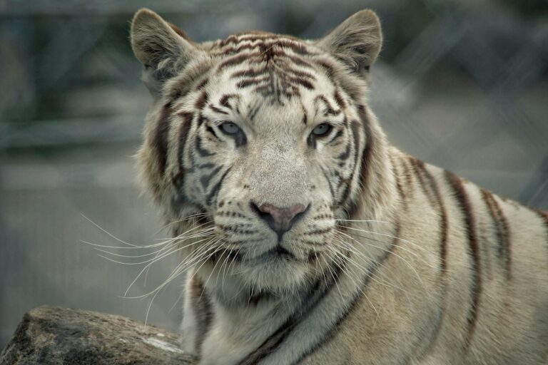 selective-focus photograph of tiger