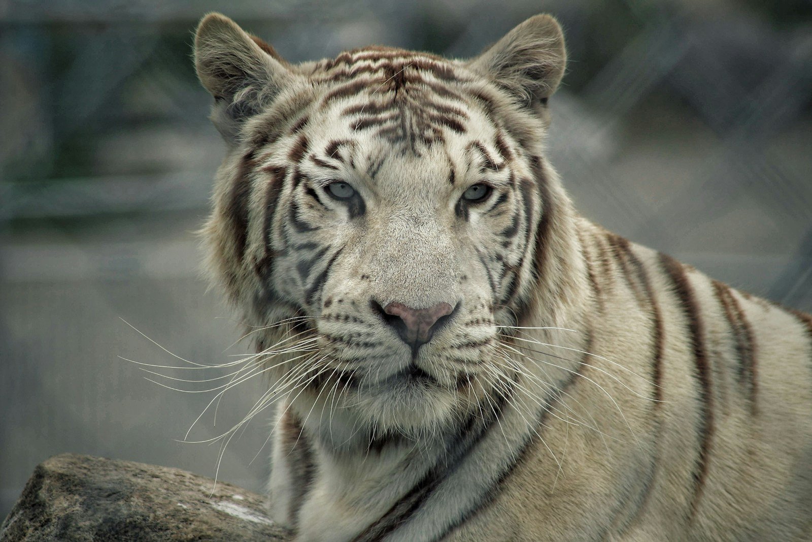 selective-focus photograph of tiger
