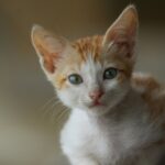orange and white tabby cat