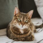 brown tabby cat lying on white textile