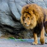 lion lying on gray rock