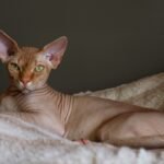 brown cat lying on white textile