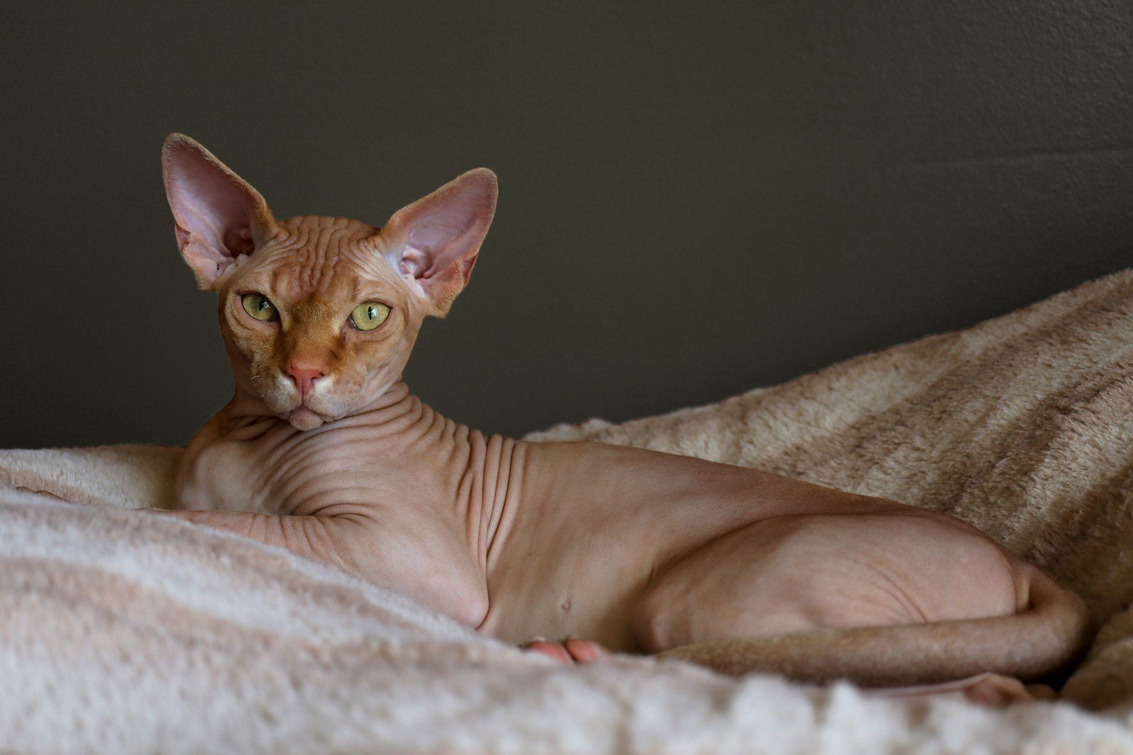 brown cat lying on white textile