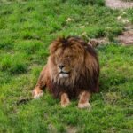 a lion laying on a lush green field