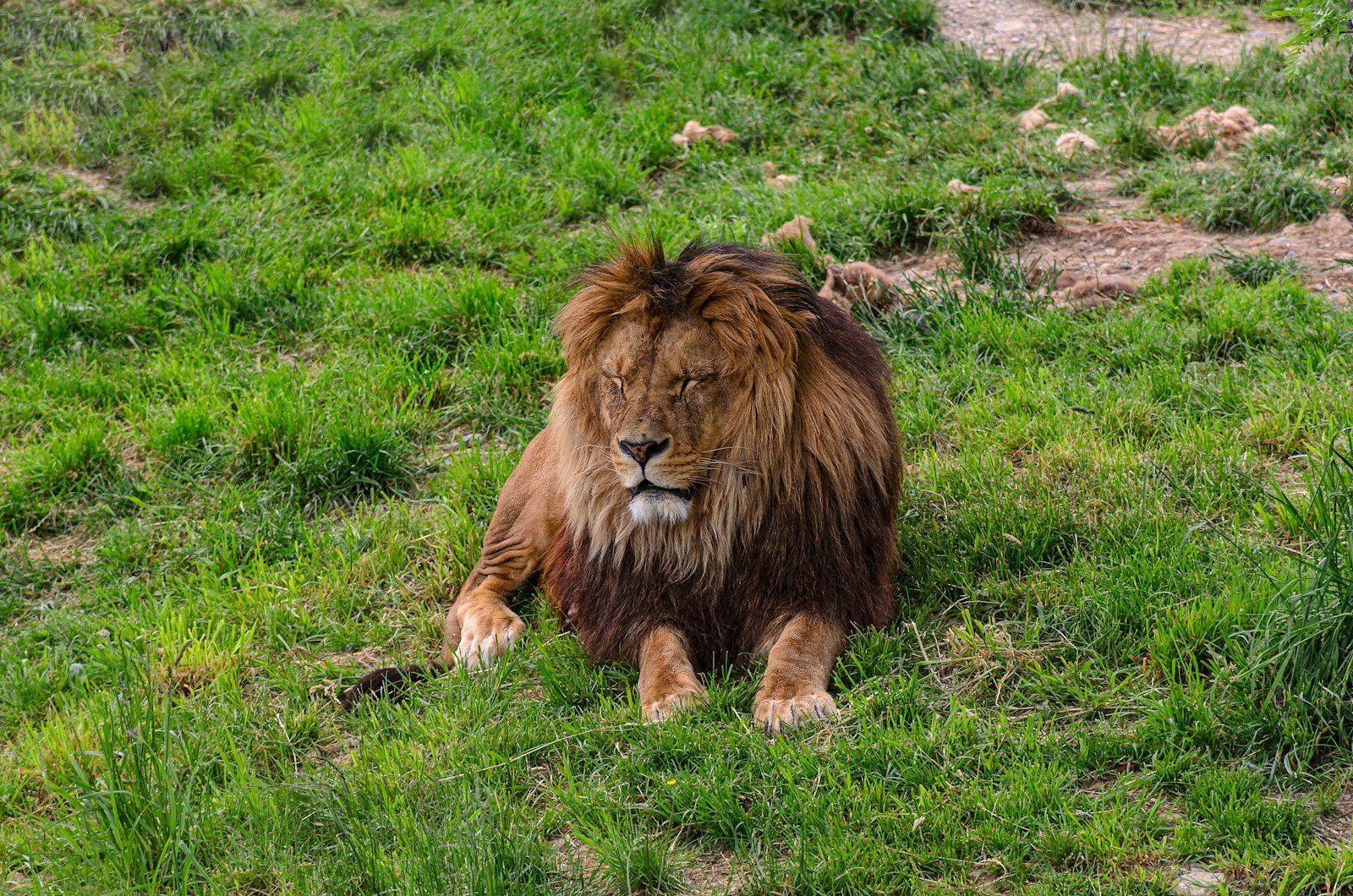a lion laying on a lush green field