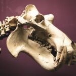 white skull with red background