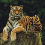tiger on wood slab