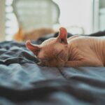 brown cat lying on bed
