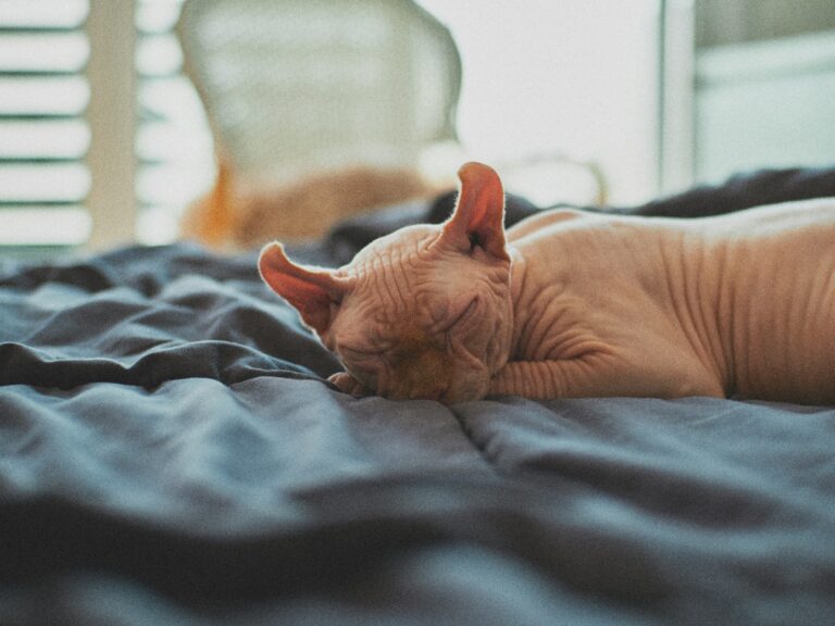 brown cat lying on bed
