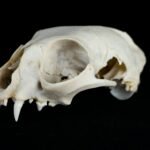 white animal skull