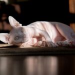 a hairless cat laying on the floor looking at the camera