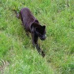 a bear walking through the grass