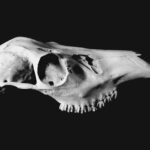 a black and white photo of a cat's skull