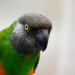 a close up of a green and orange parrot