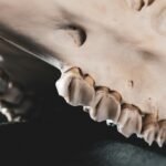 a close up of a fake animal's teeth