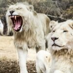 two white lions
