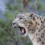 a cheetah licking a tree