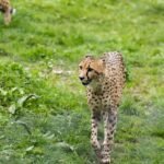 a cheetah in a grassy area