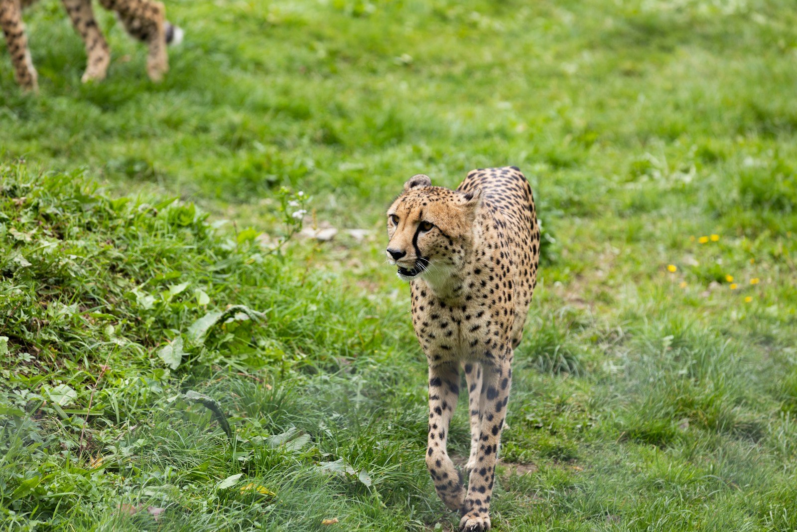 a cheetah in a grassy area