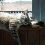 white and gray cat on brown wooden table