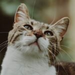 Close-Up Portrait of a Curious Domestic Cat Outdoors