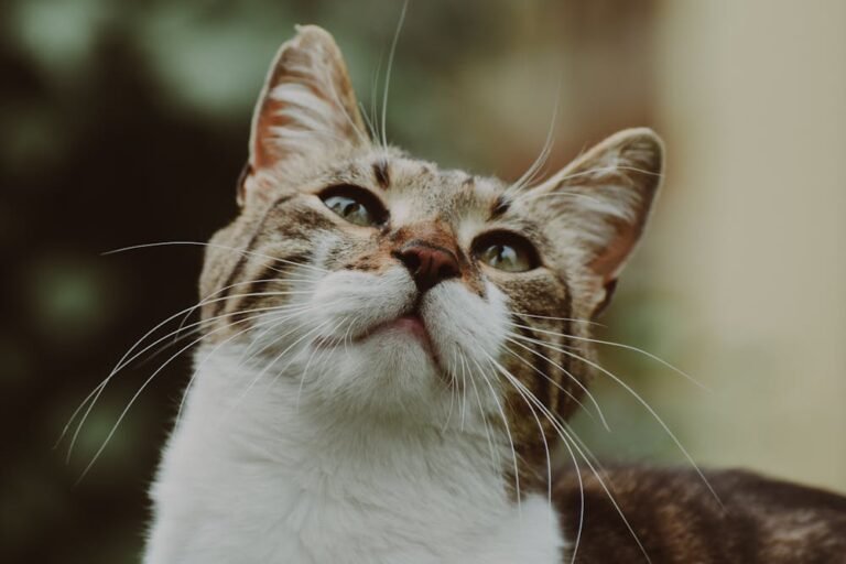 Close-Up Portrait of a Curious Domestic Cat Outdoors