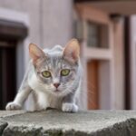 Cute Gray Cat Looking at Camera