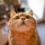 Close-Up Shot of an Orange Domestic Cat
