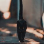 Black Cat Walking on Road