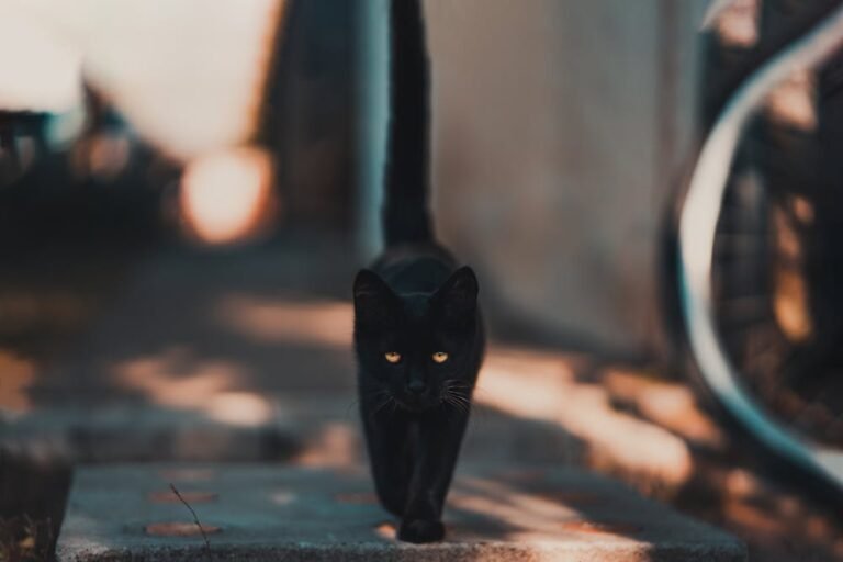 Black Cat Walking on Road