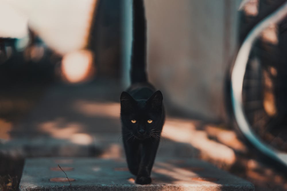 Black Cat Walking on Road
